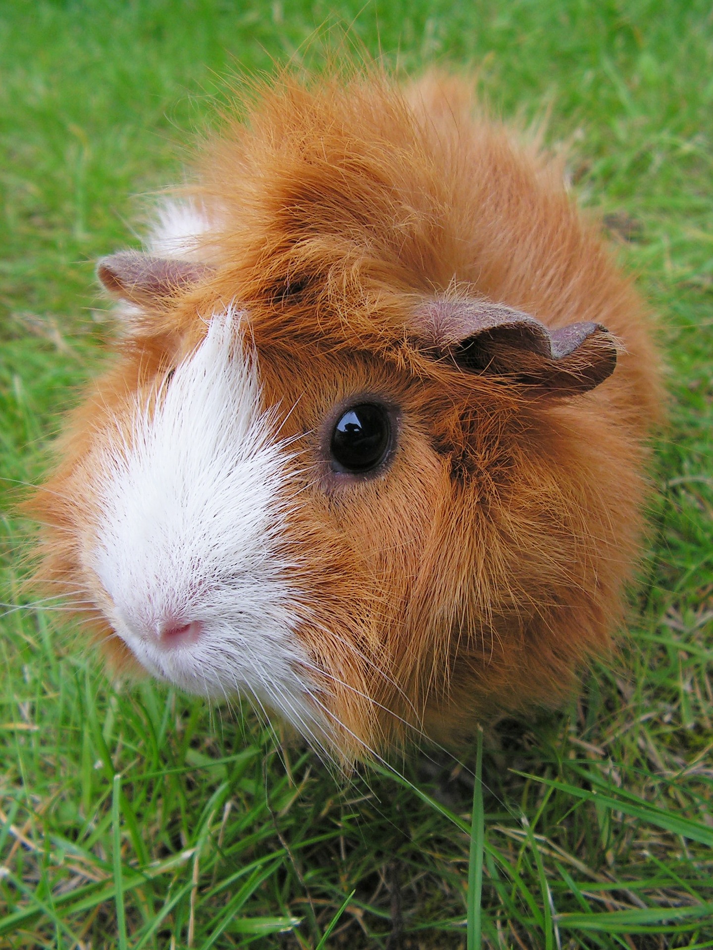 Guinea Pig Supply List Everything You Need For Your New Guinea Pig