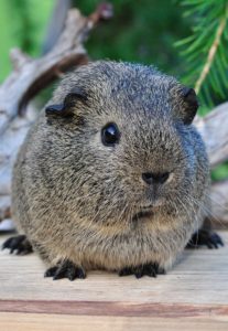 Guinea Pig