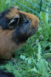 guinea pig cage smell