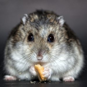 Dwarf hamster eating