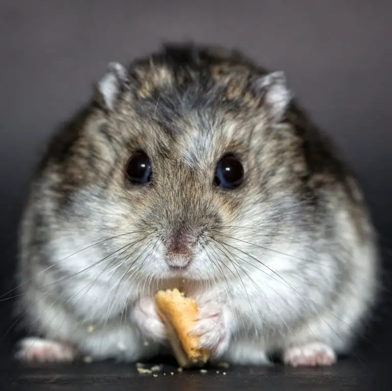 What is The Best Bedding for Dwarf Hamsters? Officially Pets