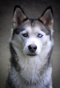 Staring Husky