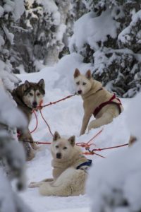 Smart huskies set up to pull a sled