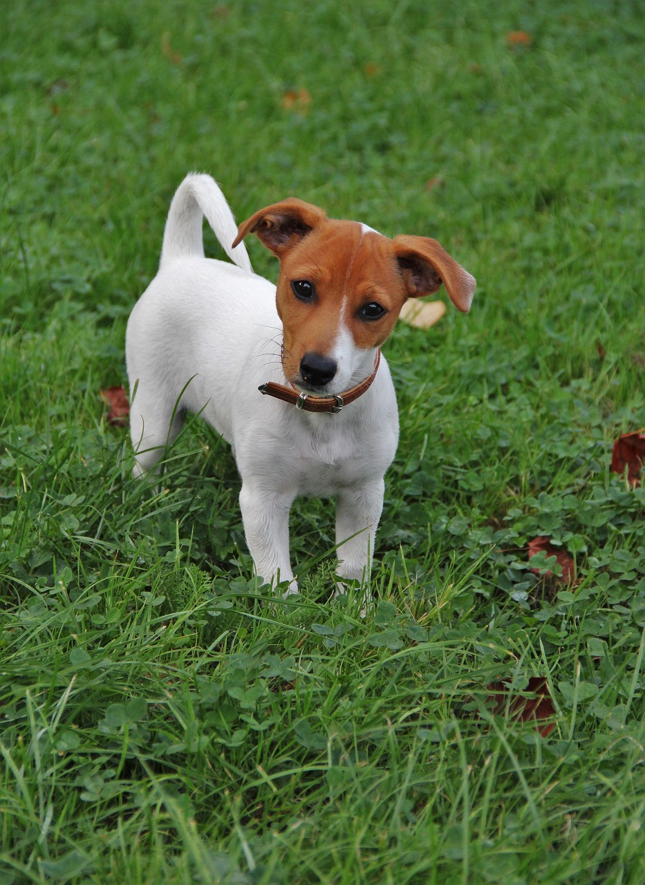 Jack Russell vs Beagle A Detailed Comparison of Both Dog Breeds!