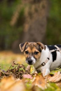 A puppy in leaves