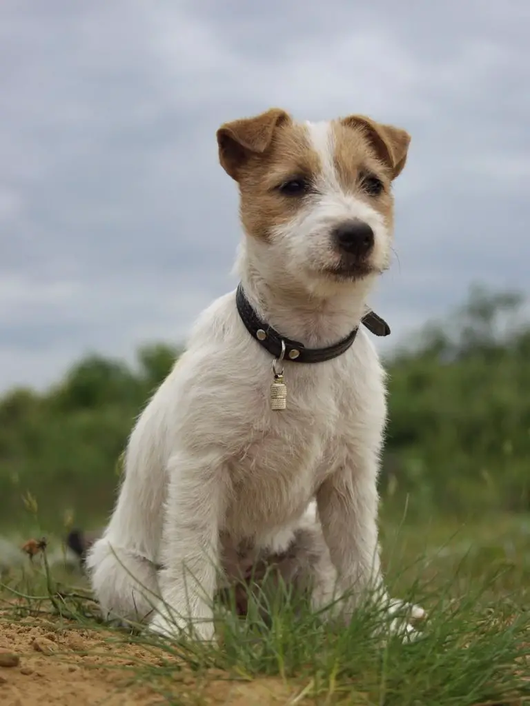 Jack Russell vs Beagle A Detailed Comparison of Both Dog Breeds!