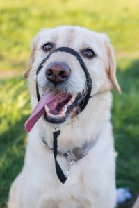 A white dog