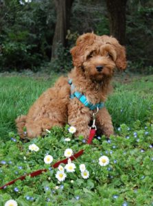 Dog sitting in a field