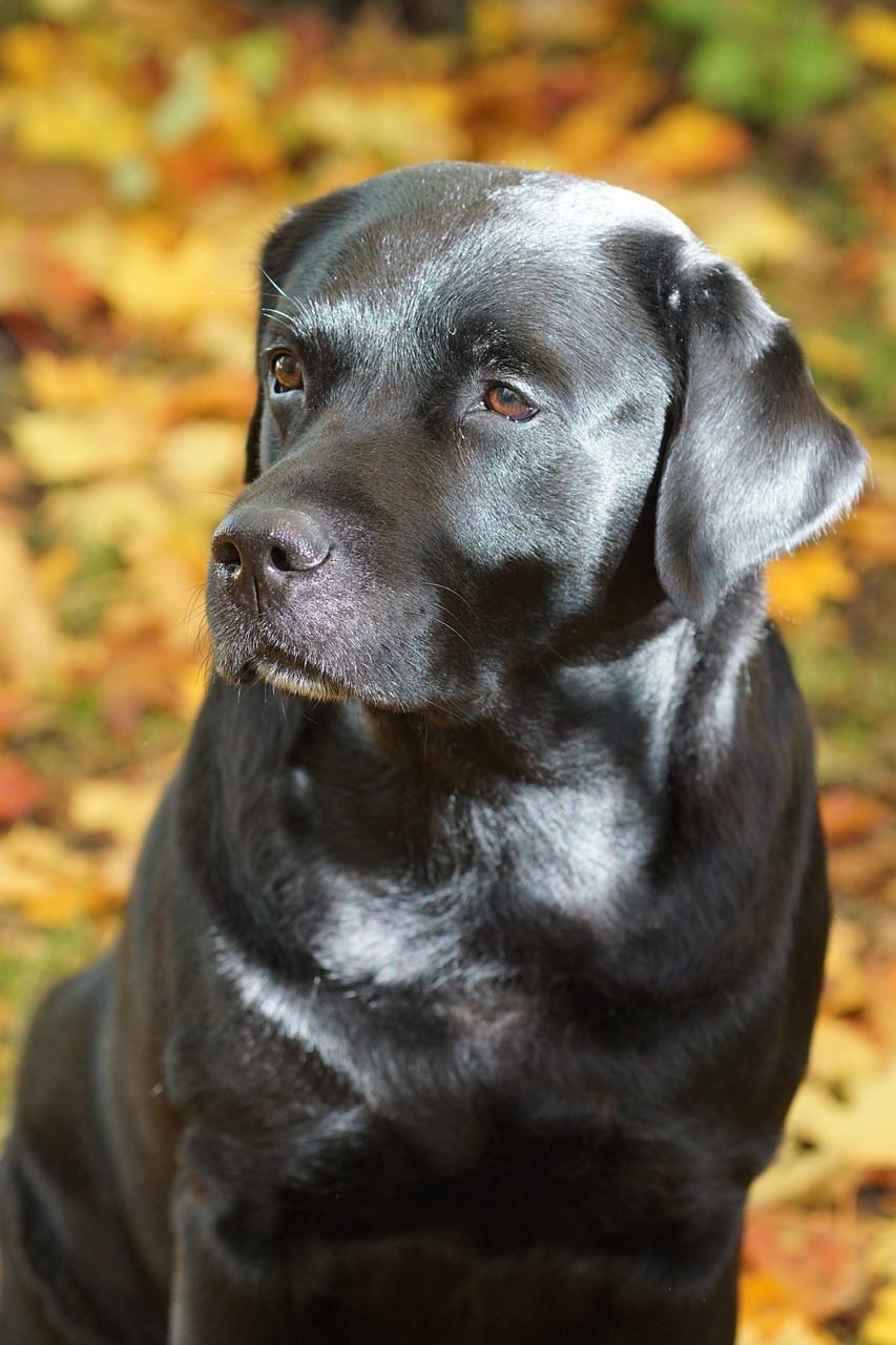 Doberman vs Labrador A Detailed Comparison of Both Dog Breeds!