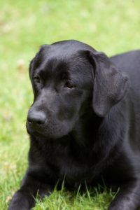 A black dog