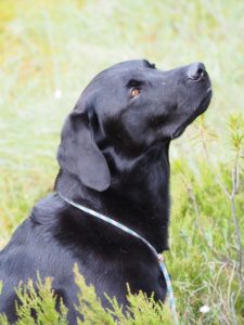 A black lab