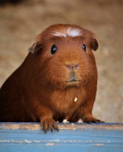 guinea pig cage smell