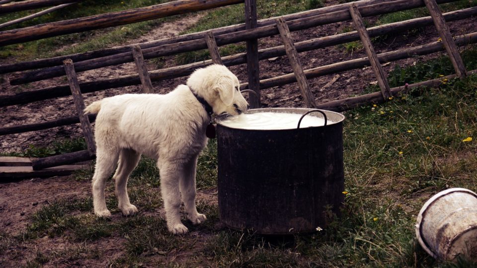 Puppy drinking milk