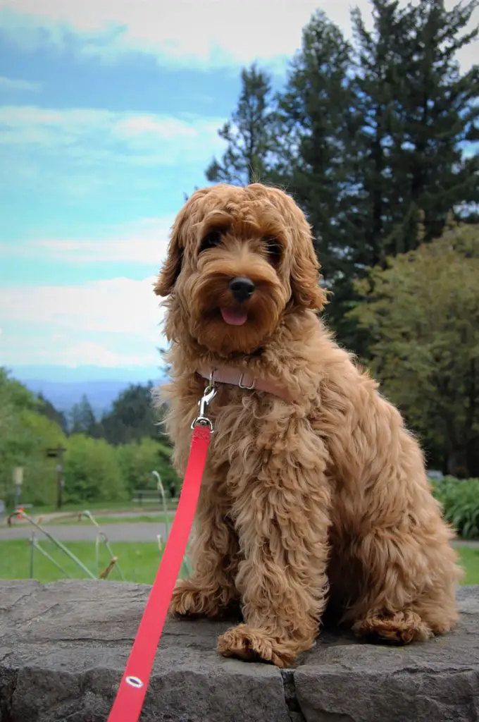 Goldendoodle vs Labradoodle: What's The Difference Between The Breeds