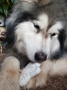 Husky with a bullymake toy
