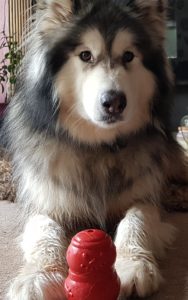 Husky with a toy