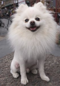 Smiling white dog