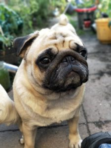 Small white and black dog