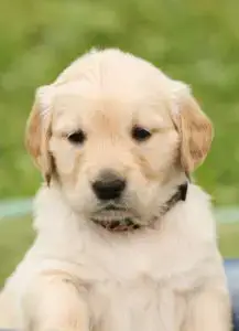 Goldendoodle Vs Golden Retriever A Detailed Comparison Of Both Breeds