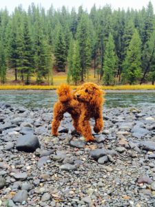 Goldendoodle puppy in the woods