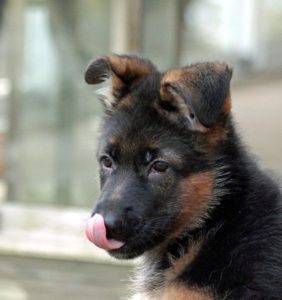 German Shepherd dog