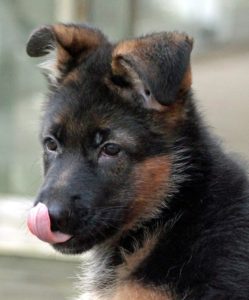 German Shepherd dog