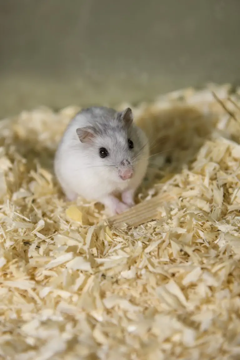 What is The Best Bedding for Dwarf Hamsters? Officially Pets