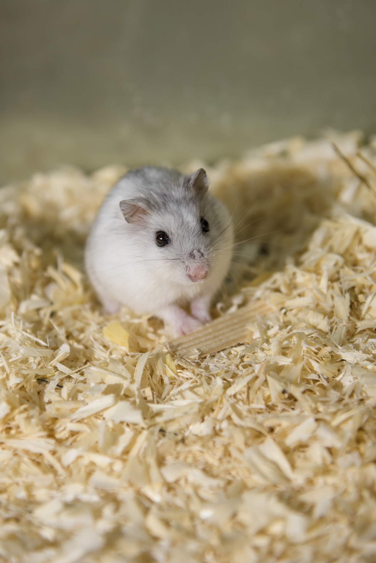 What is The Best Bedding for Dwarf Hamsters? Officially Pets