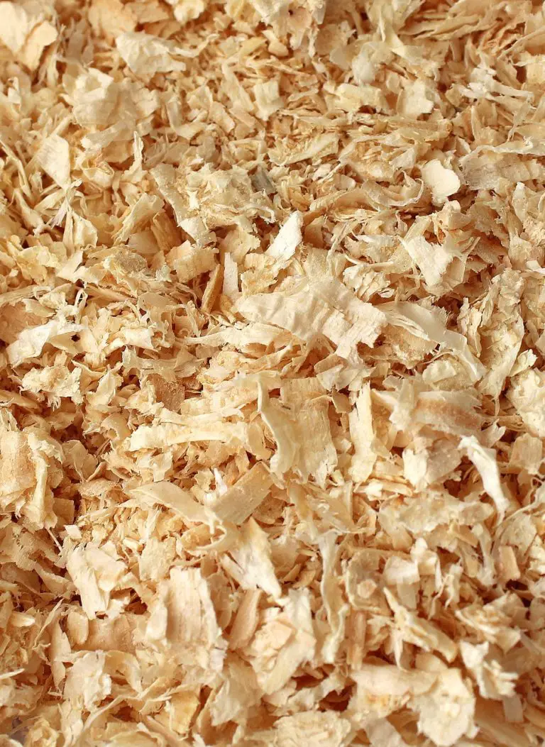 Best Bedding For Guinea Pigs! What to Line a Guinea Pig Cage With?