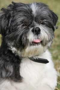 Small black and white dog 