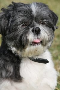 Small black and white dog