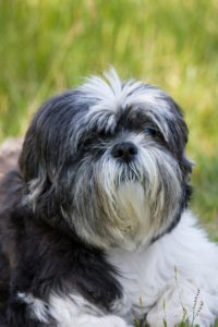 A black and white dog