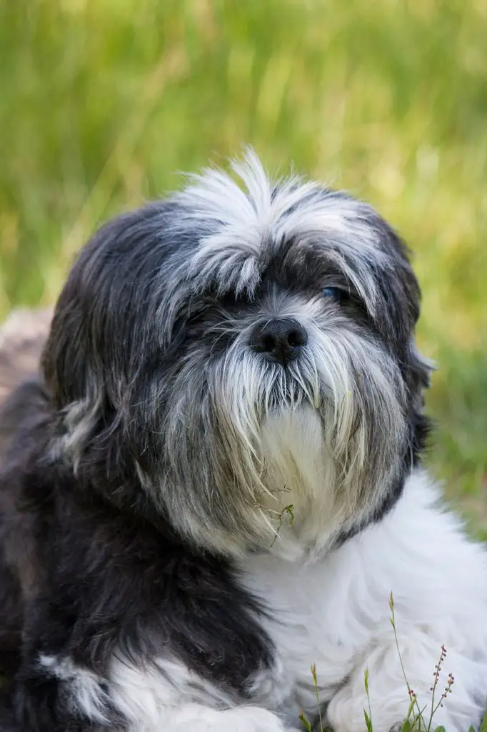 Shih Tzu vs Havanese - A Detailed Comparison Of Both Dog Breeds!