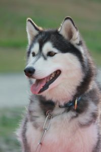 A cute smiling husky looking into the distance