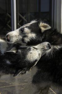 Smart husky dogs love companionship