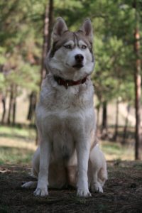 A proud husky staring into the distance