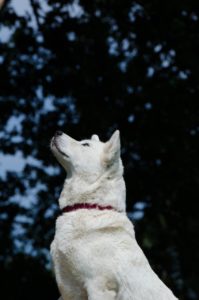 A white dog