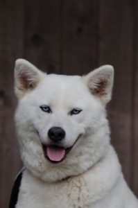 A smiling white dog