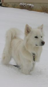 A white dog