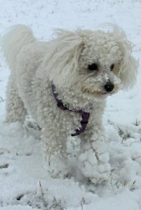 Small white dog