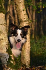 A black and white dog