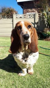 A dog standing