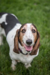 A hunting dog