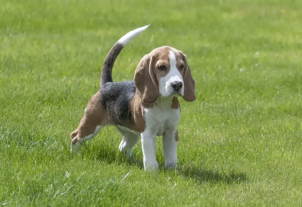 Basset Hound Vs Beagle A Detailed Comparison Of Both Dog Breeds