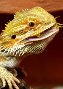 A bearded dragon