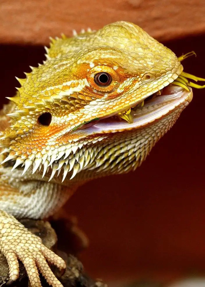 Best Substrate for Bearded Dragons Our Ultimate Guide (2020)