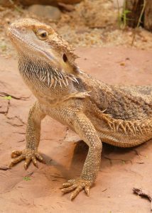 A bearded dragon