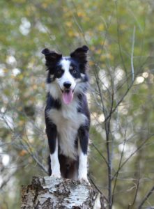 White and black dog