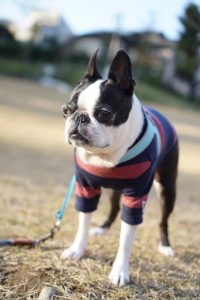 A small black and white dog