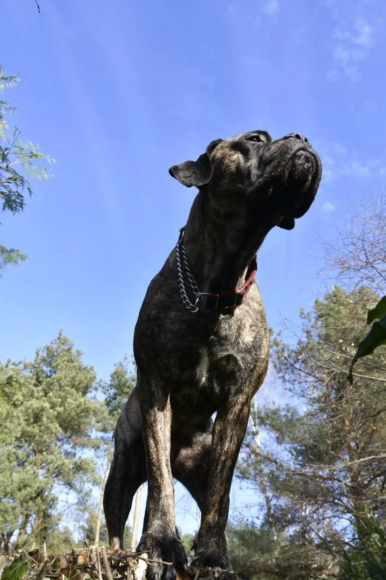 What S The Best Dog Food For Cane Corso